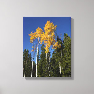 Hösten Splendor i Aspen Treetops Canvastryck