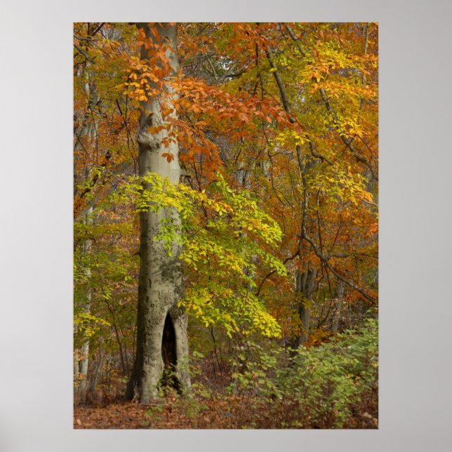 Hösten Splendor Poster (Framsidan)