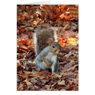 Hösten Squirrel OBS Kort