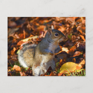 Hösten Squirrel Vykort