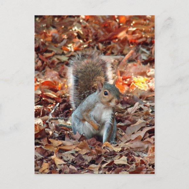 Hösten Squirrel Vykort (Framsida)