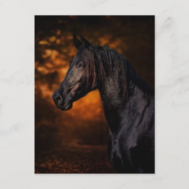 Hösten Stallion Vykort (Framsida)