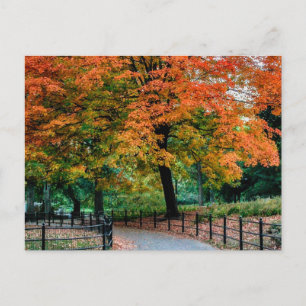 Hösten Träd i Central Park Photo Vykort