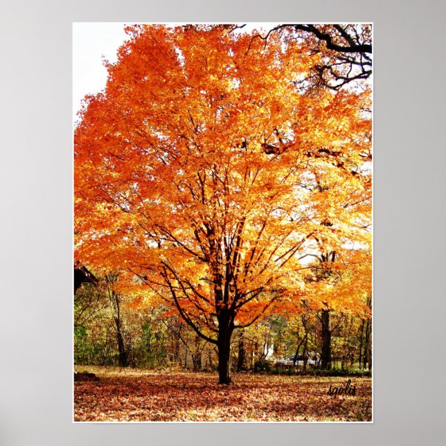Hösten Träd, Maple Träd in Fall Poster (Framsidan)
