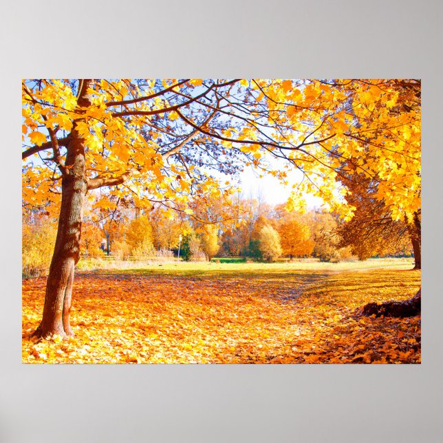 Hösten Träd Poster (A vibrant autumn landscape filled with golden leaves and trees. )