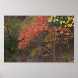 Hösten Träd Poster