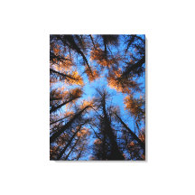 Hösten träd vid solnedgången kanvastryck