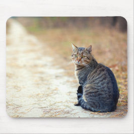 Hösten Väg Tabby Musmatta