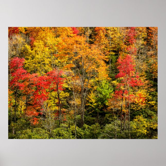 Hösten vid Sims Pond North Carolina, Blue Ridge Poster (Framsidan)
