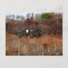 Hösten Vingar Vykort