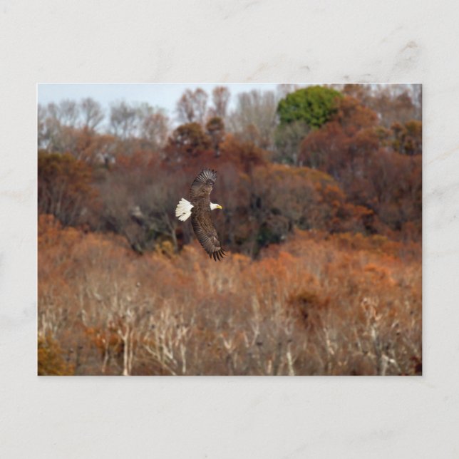 Hösten Vingar Vykort (Framsida)