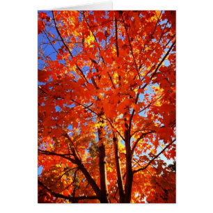 Höstens gratulationskort hälsningskort