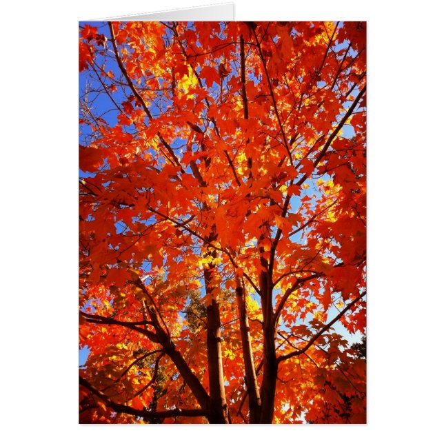 Höstens gratulationskort hälsningskort (Framsidan)