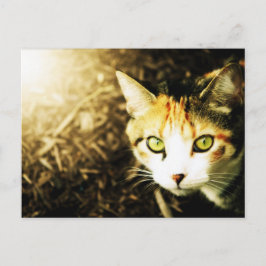 Höstens ljusa vykort för Tabby katt