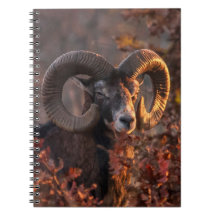 Höstens MuflonBagge Original Wildlife Photography
