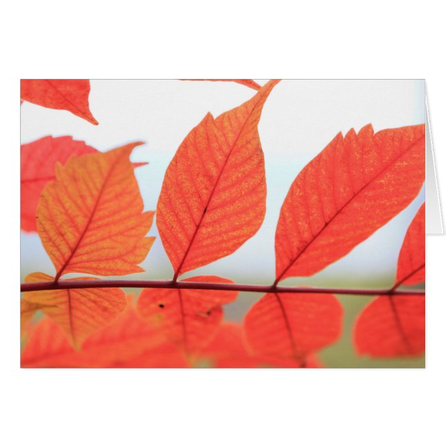 Höstens orangea löv hälsningskort (Framsidan Horizontal)