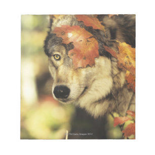 Höstfärg för varg (Canislupus)   Anteckningsblock