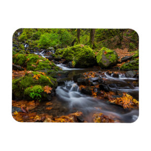 Höstfärg längs Starvation Creek Falls Magnet