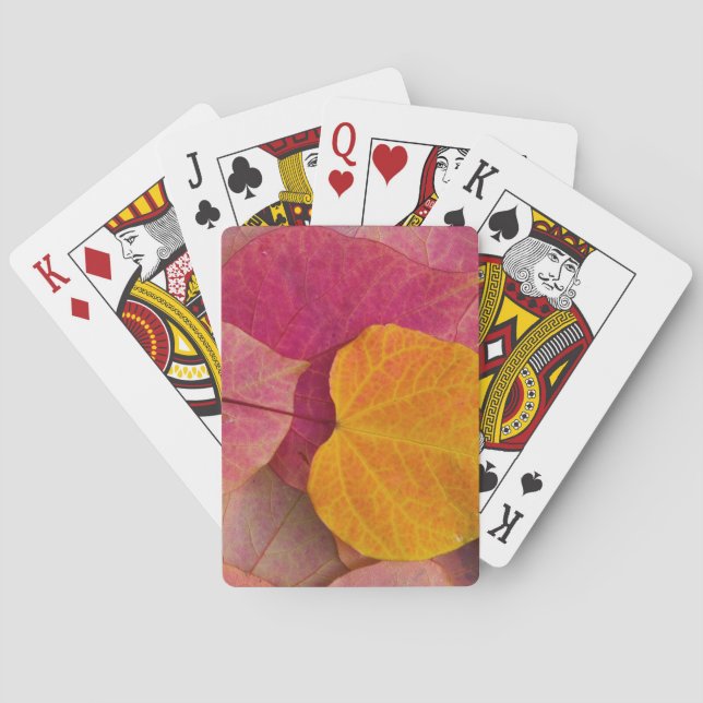 Höstfärg på Forest Pansy Redbud fallna blad Kortlek (Baksidan)