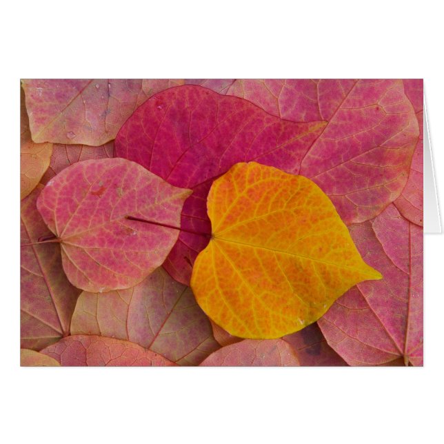 Höstfärg på Forest Pansy Redbud fallna Hälsningskort (Framsidan Horizontal)