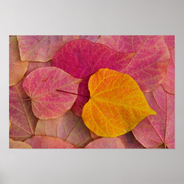 Höstfärg på Forest Pansy Redbud fallna Poster (Framsidan)