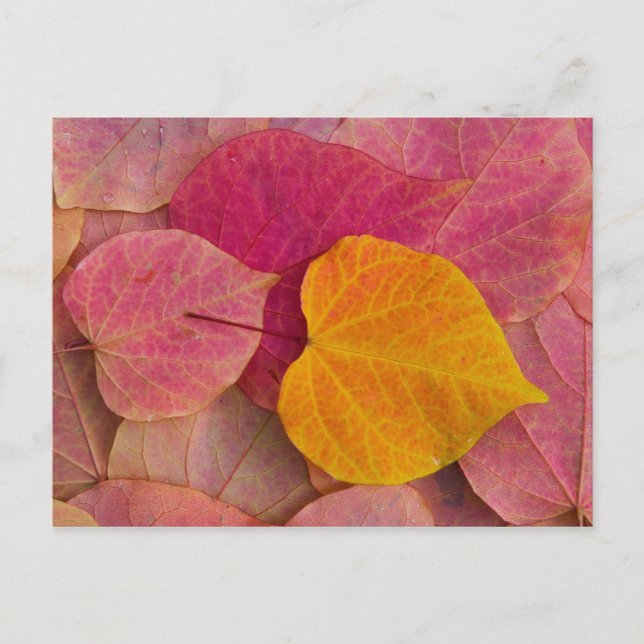 Höstfärg på Forest Pansy Redbud fallna Vykort (Framsida)