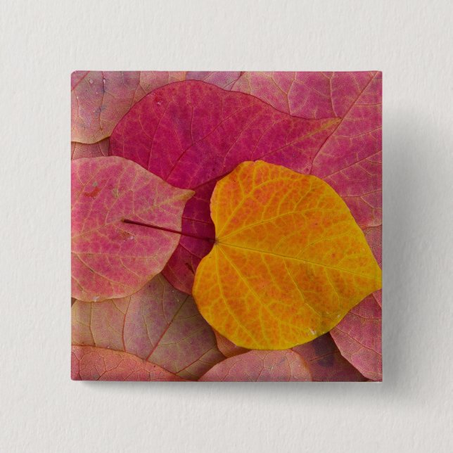 Höstfärg på Forest Pansy Redbud nedfallen Knapp (Framsida)