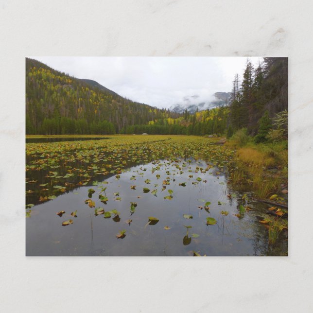Höstfärg vid Cub Lake Vykort (Framsida)