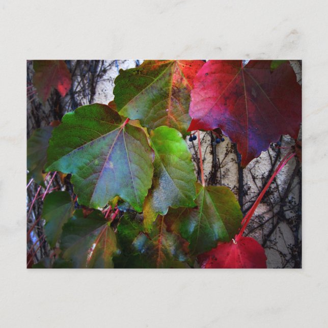 Höstfärg Vykort (Framsida)