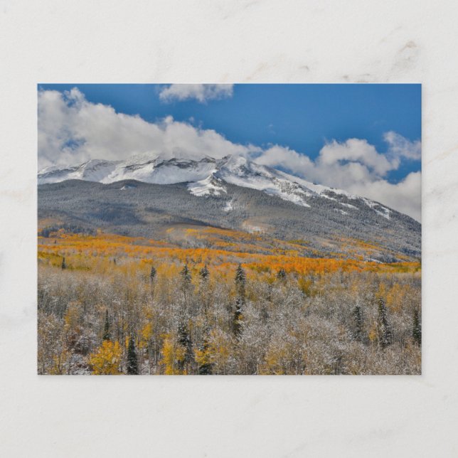 Höstfärger Aspens &  | Klippiga bergen, Colorado Vykort (Framsida)
