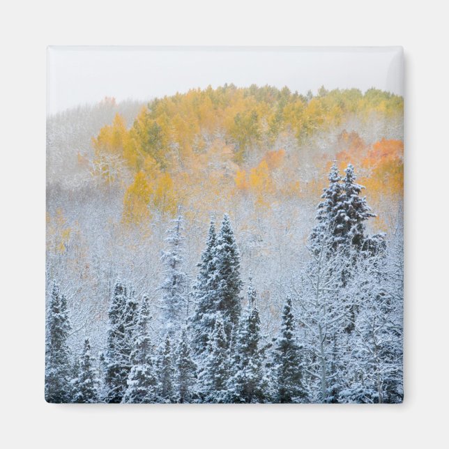 Höstfärger av asp och färsk snö Keebler Pass Magnet (Framsidan)
