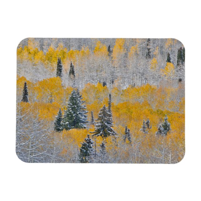 Höstfärger av asp och färsk snö Keebler Pass Magnet (Horisontell)