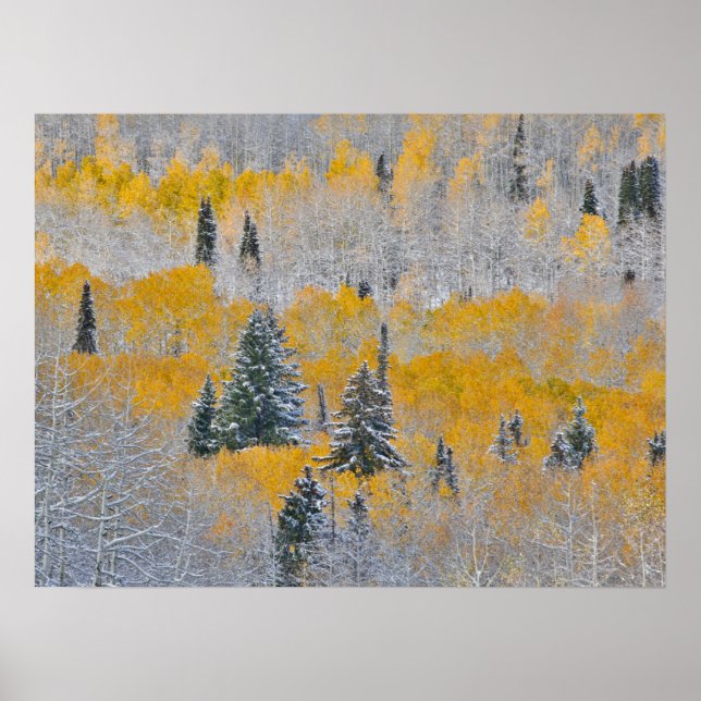 Höstfärger av asp och färsk snö Keebler Pass Poster (Framsidan)