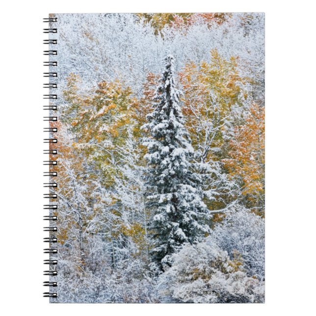 Höstfärger av asp och snö Keebler Pass Anteckningsbok (Framsidan)