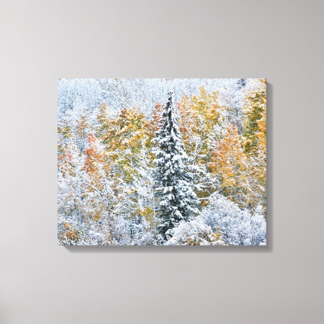 Höstfärger av asp och snö Keebler Pass Canvastryck (Framsida)