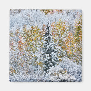 Höstfärger av asp och snö Keebler Pass Magnet