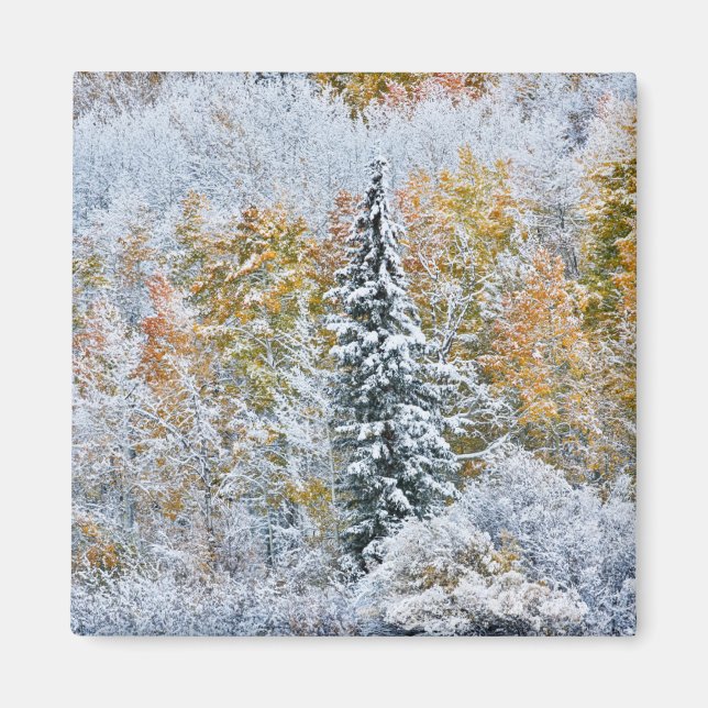 Höstfärger av asp och snö Keebler Pass Magnet (Framsidan)