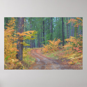 Höstfärger av skogar i The Cascade 2 Poster