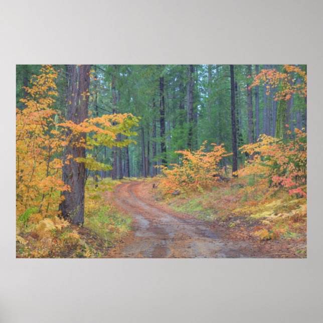 Höstfärger av skogar i The Cascade 2 Poster (Framsidan)