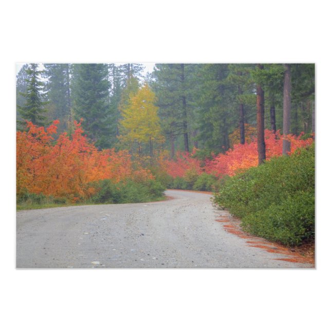 Höstfärger av skogar i The Cascade Fototryck (Framsidan)