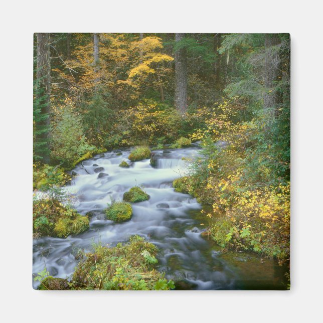 Höstfärger & Douglasgran kantad Roaring River Magnet (Framsidan)