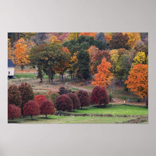 Höstfärger i Massachusetts  Poster (Framsidan)