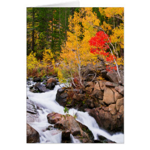 Höstfärger längs Bishop Creek, CA Hälsningskort