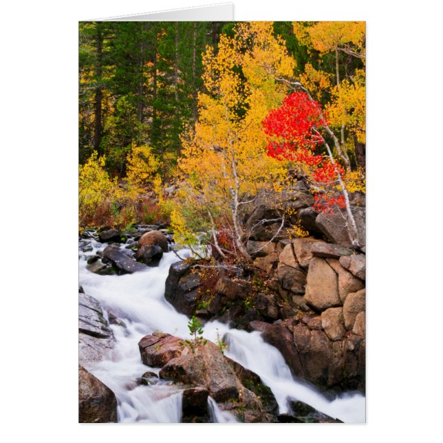 Höstfärger längs Bishop Creek, CA Hälsningskort (Framsidan)