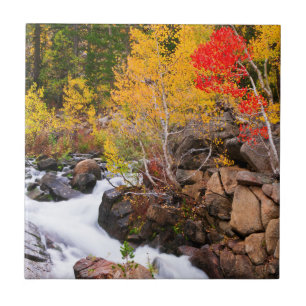 Höstfärger längs Bishop Creek, CA Kakelplatta
