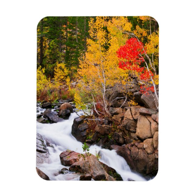 Höstfärger längs Bishop Creek, CA Magnet (Vertikal)