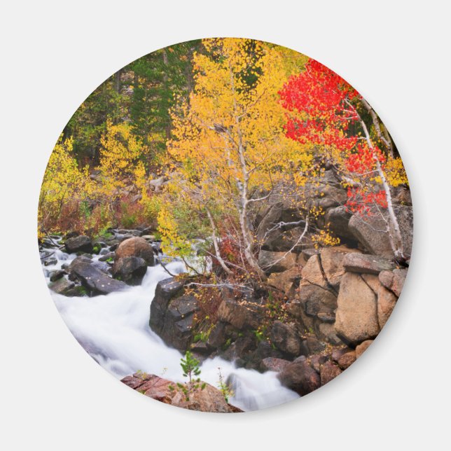 Höstfärger längs Bishop Creek, CA Magnet (Framsidan)