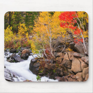 Höstfärger längs Bishop Creek, CA Musmatta