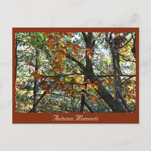 Höstfotovykort Vykort (Framsida)