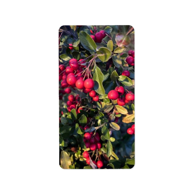 Höstfrukt Adressetikett (Framsidan)